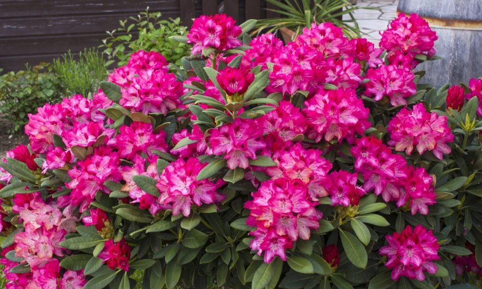 Rododendron