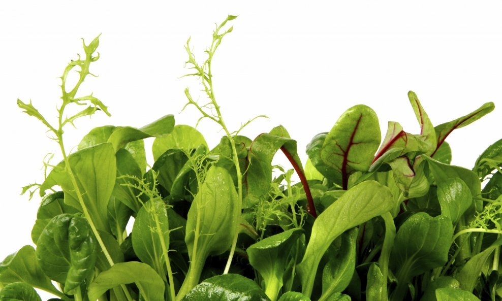 salata zeleno lišće