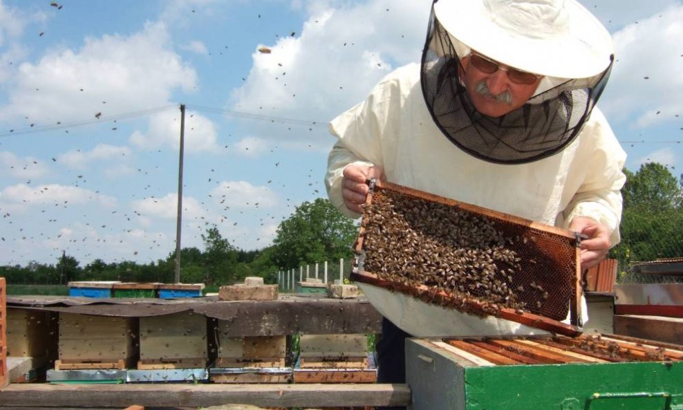 Pčelar med pčelarstvo pčele