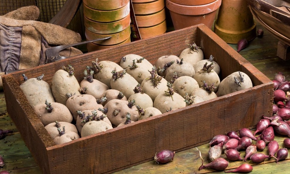 Zbog sadržanog prirodnog toksina konzumacija krumpira može izazvati neugodne simptome