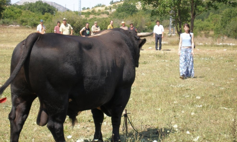 Sonja i bik - Judita Franković