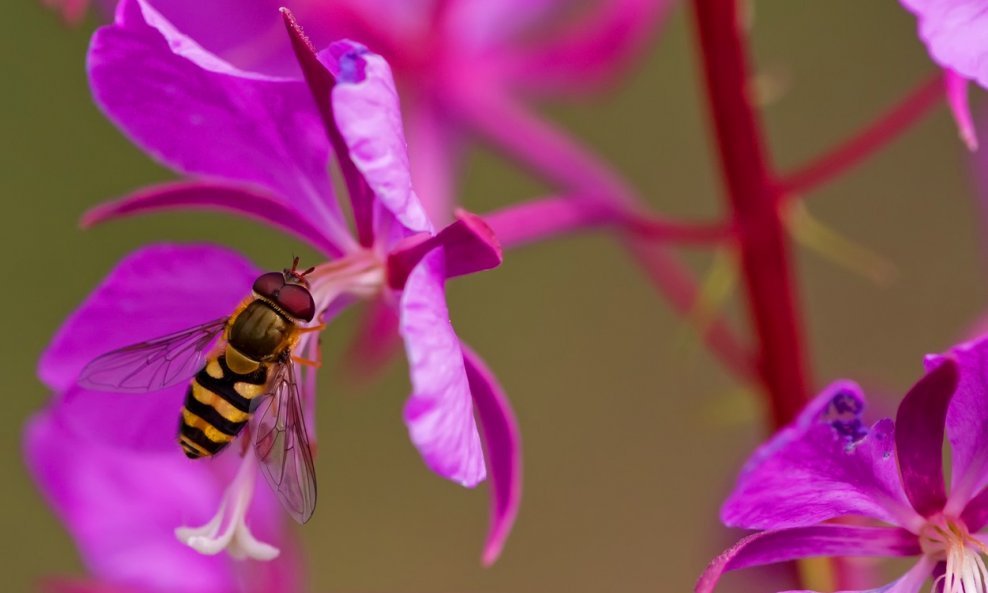 pčela cvijet fuksija