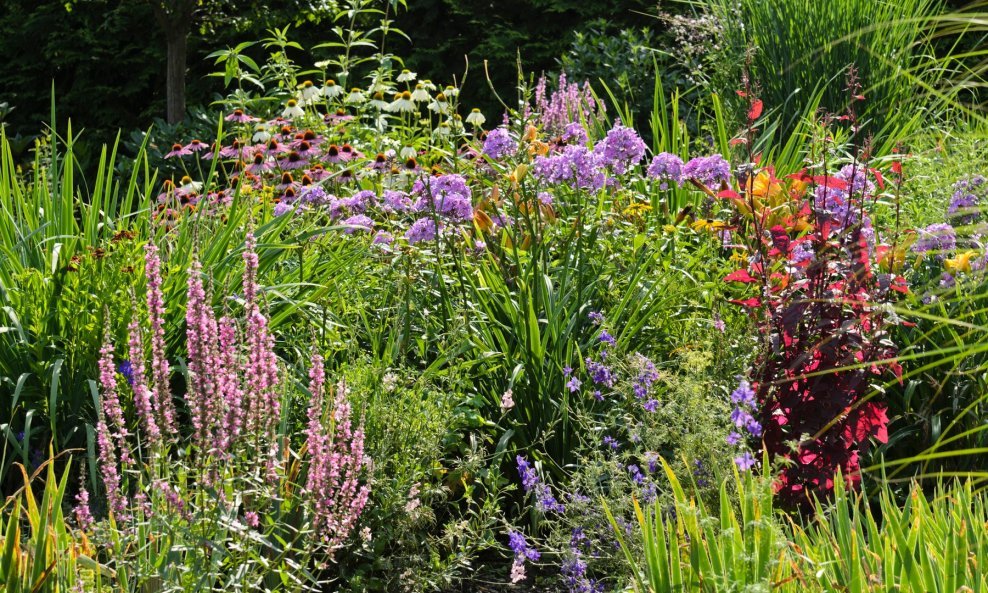 Purpurna vrbica (Lythrum salicaria) ima ružičasti cvijet u obliku klasa