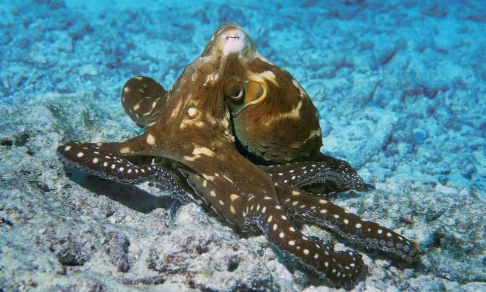Hobotnice znaju odvrnuti čep na boci ili otvoriti kutiju kako bi došle do hrane