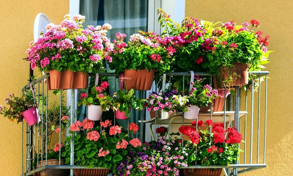 Za balkon je važno mudro odabrati biljke