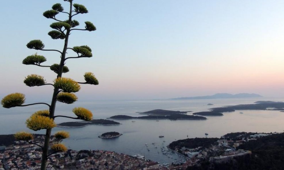 Hvar agava turizam jadran