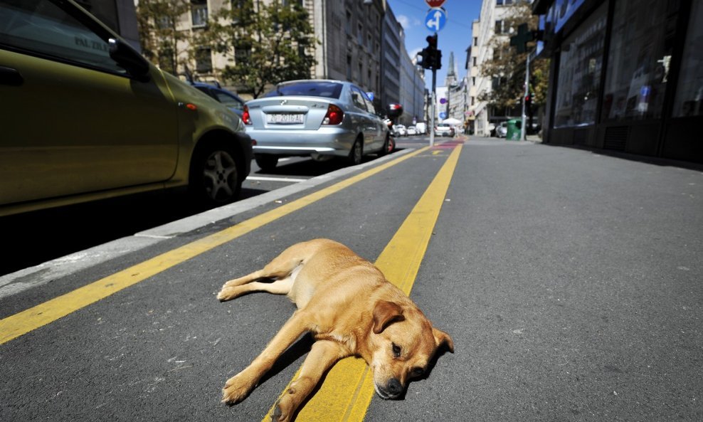 Zagrebačke pasje vrućine