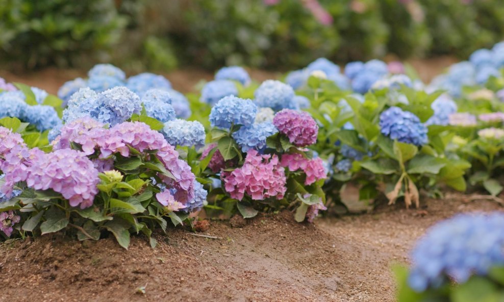 Hortenzije mogu mijenjati boju iz plave u ružičastu i obrnuto