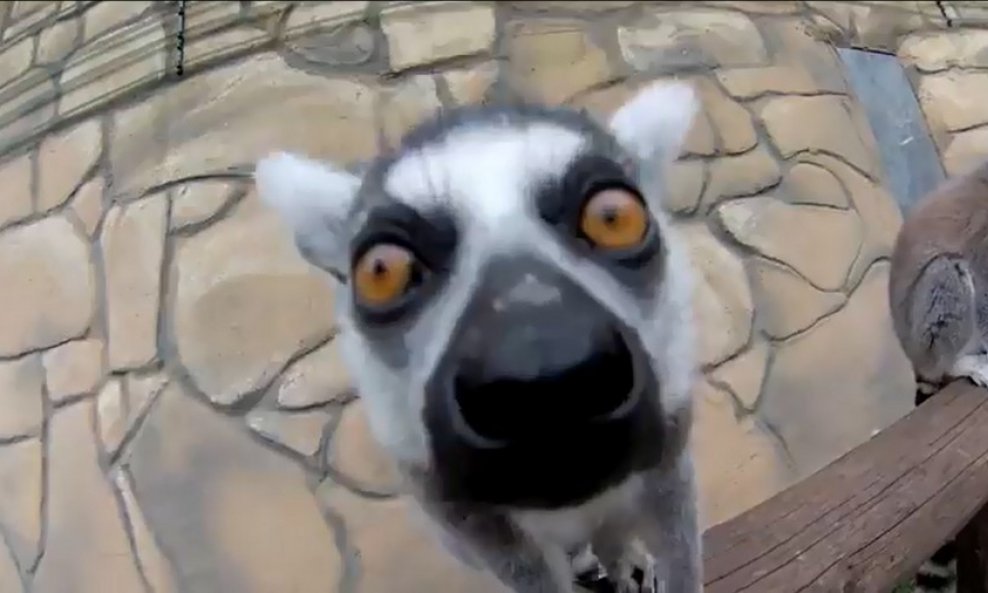 lemur životinje gopro kamera funvideo