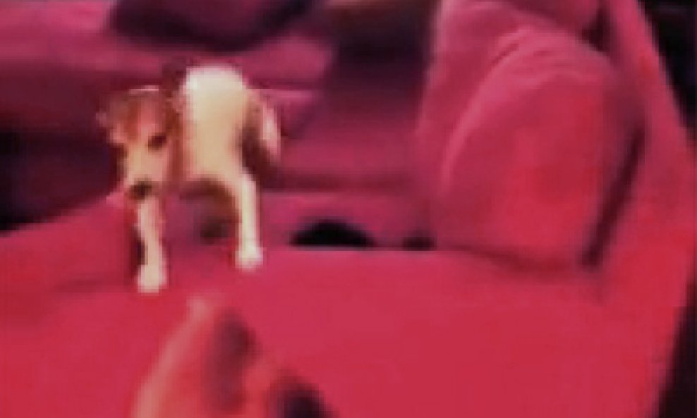 poslastica izbezumila psica funvideo