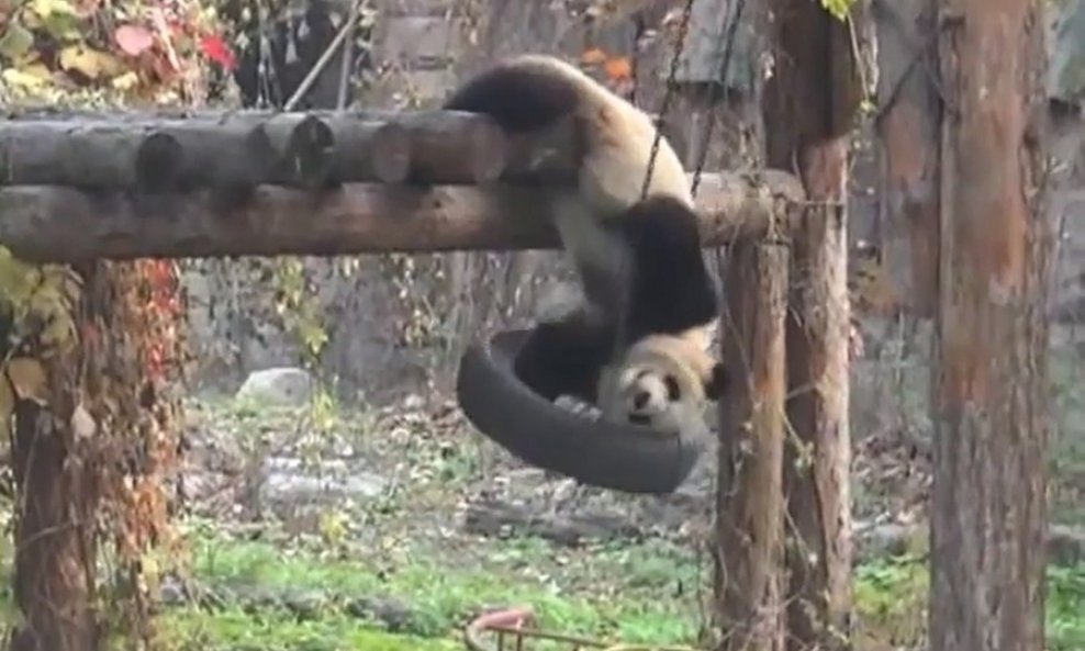 panda funvideo
