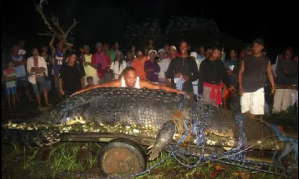 krokodil težak tonu ulovljen živ