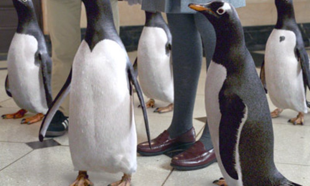 pingvini-gospodina-poppera