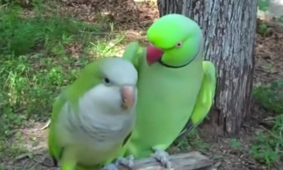 papagaj papige