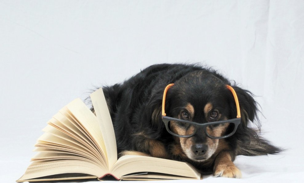 pas psi pametan pas naočale ljubimci kućni ljubimci