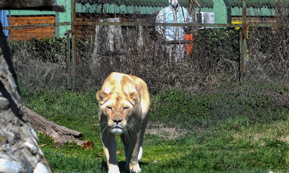 Lav snimljen tijekom pandemije koronavirusa u skopskom zoološkom vrtu