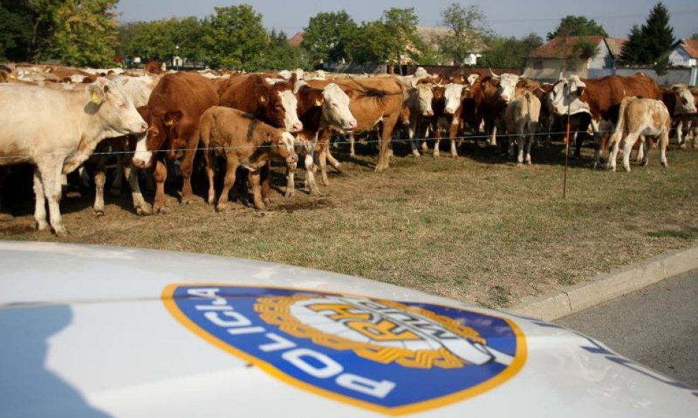 krave policija