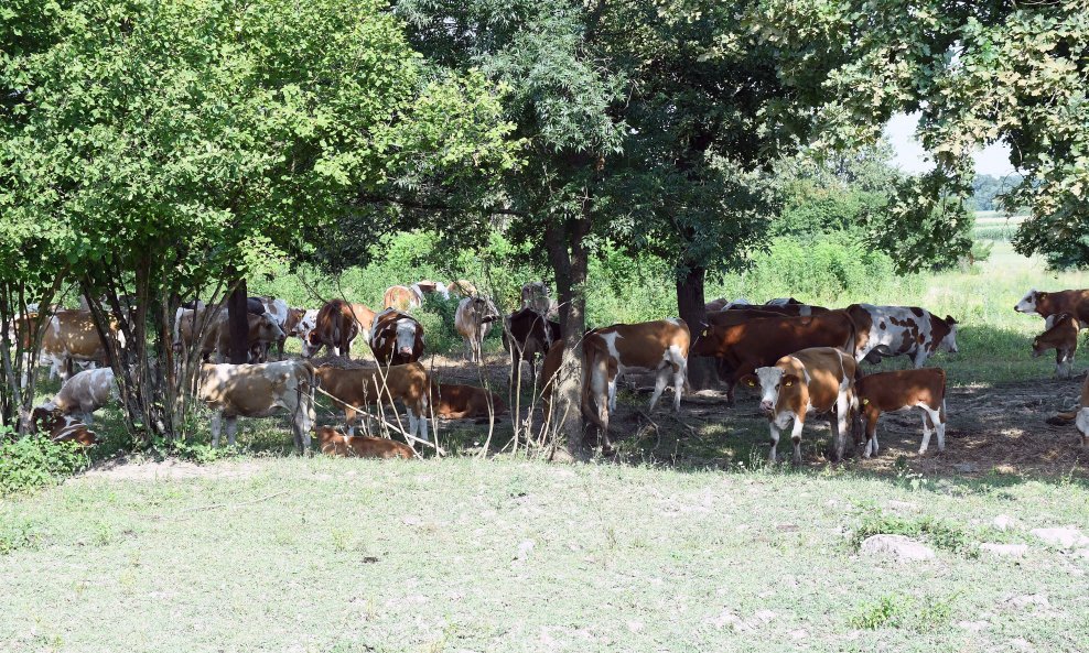 Pašnjak Osekovo, PP Lonjsko Polje