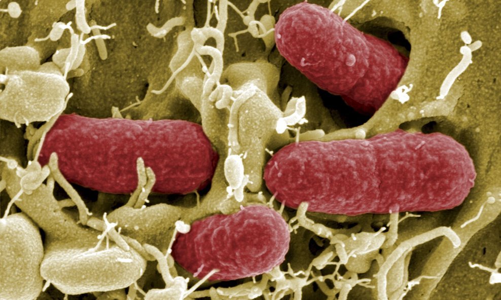 E.coli