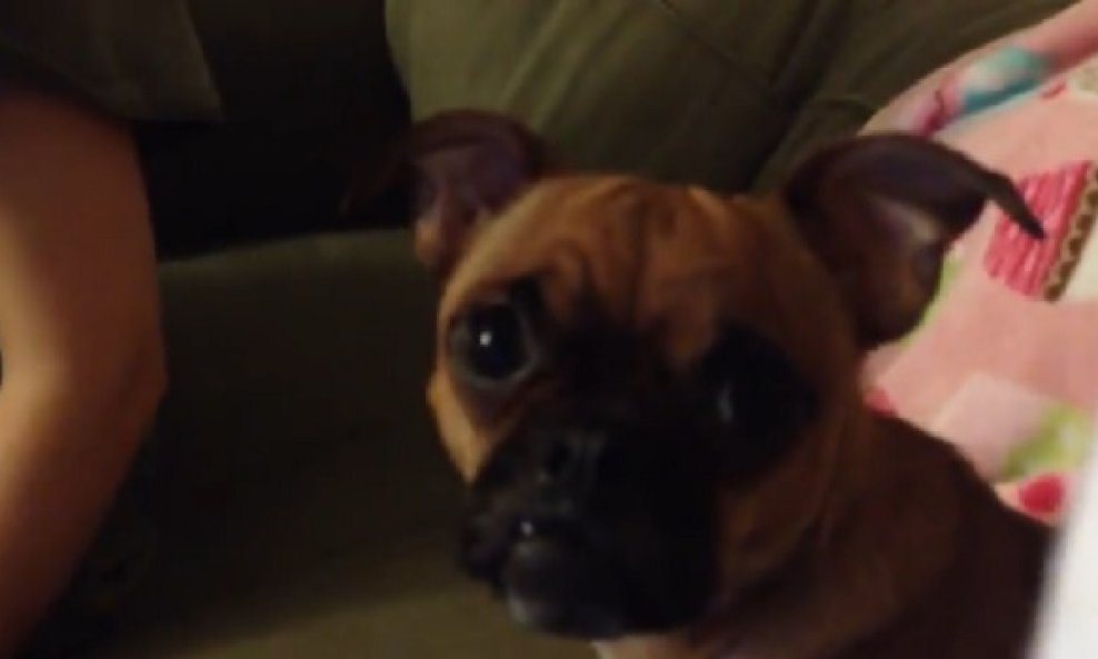 psic gleda kralja lavova funvideo