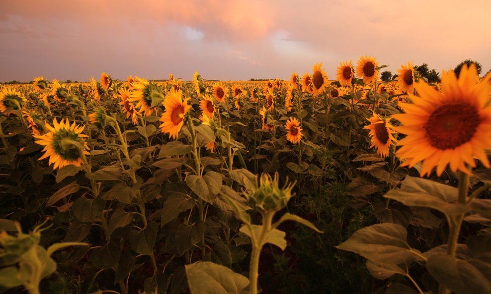 Polje suncokreta