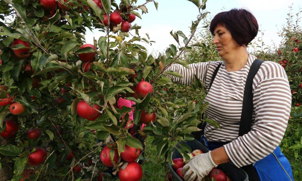 Berba jabuka na plantaži Borinci kod Vinkovaca (ilustrativna fotografija)