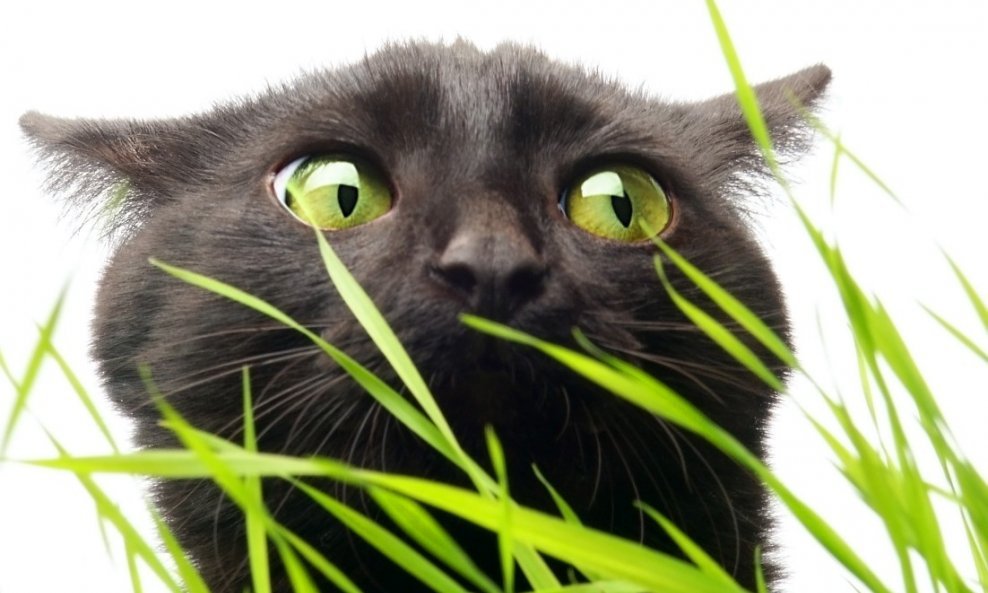 mačka trava