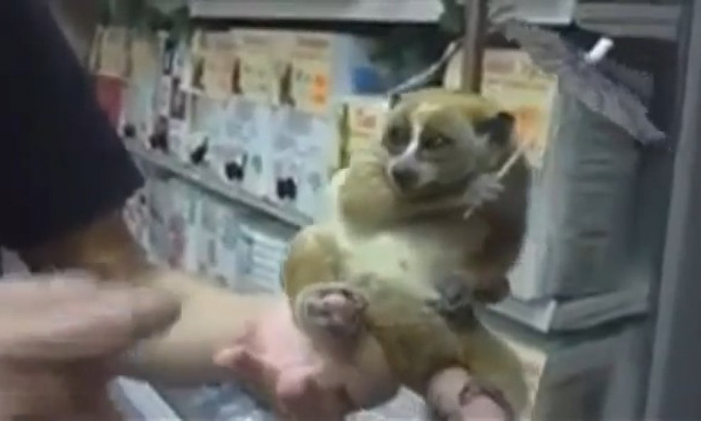 majmunčić loris sa suncobranom