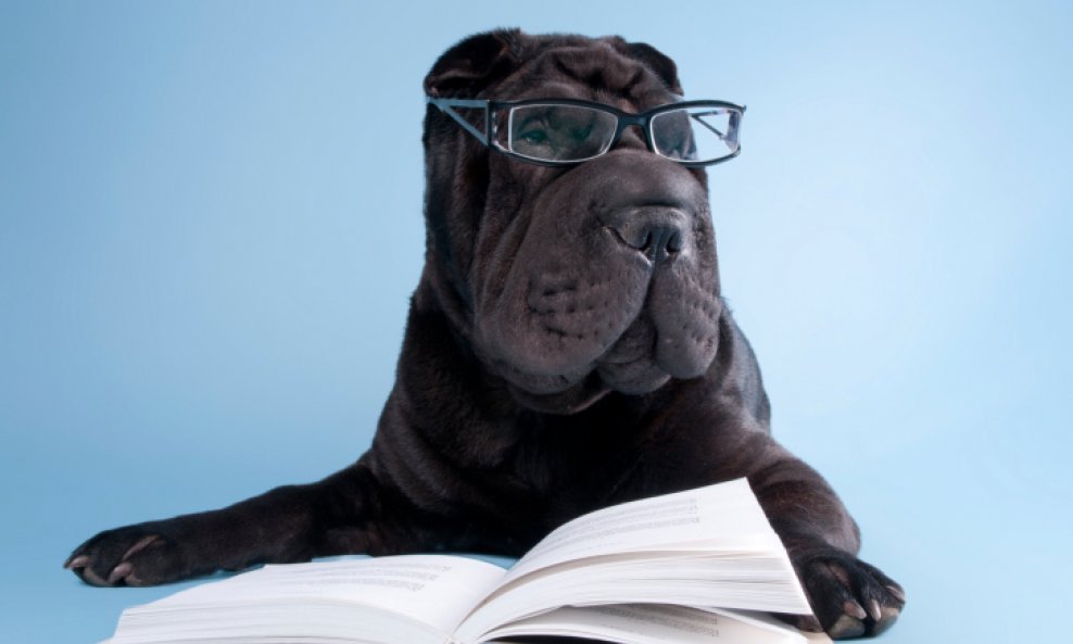 pas naočale knjiga