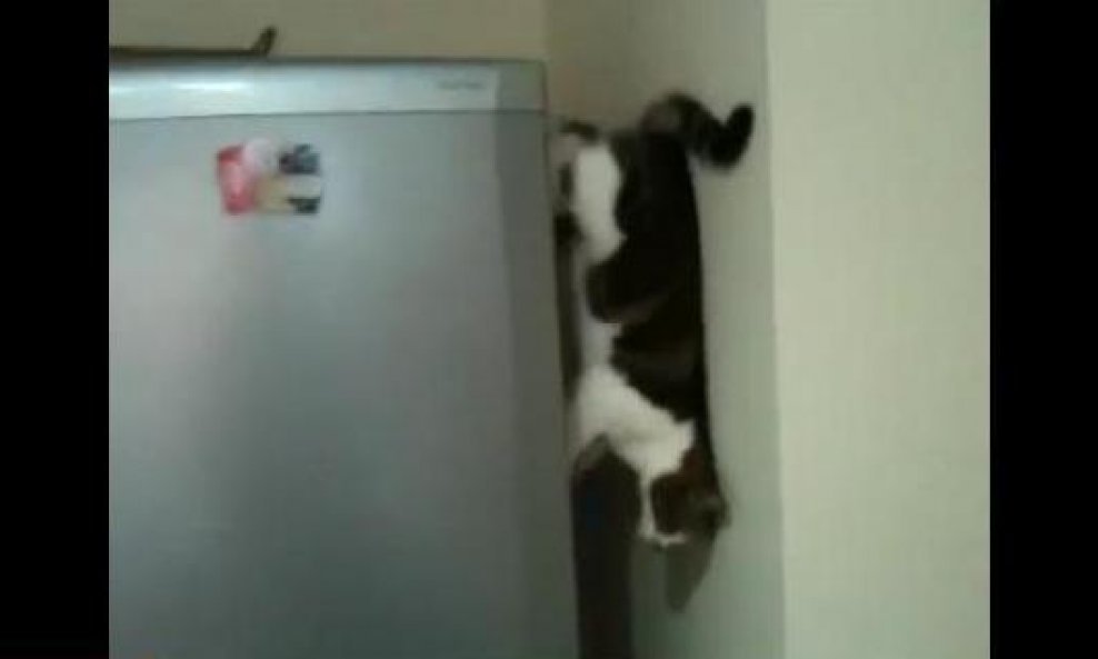 mačka pauk frižider funvideo