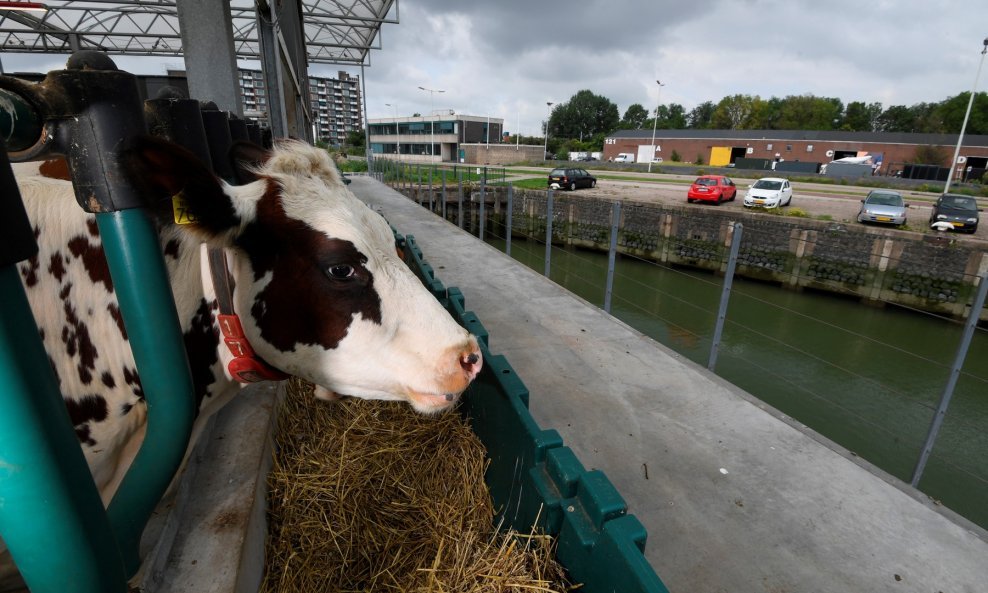 Plutajuća mliječna farma u Rotterdamu, prva farma na vodi u svijetu