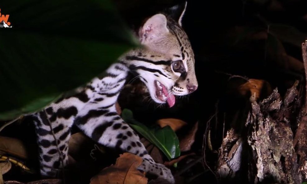 ocelot