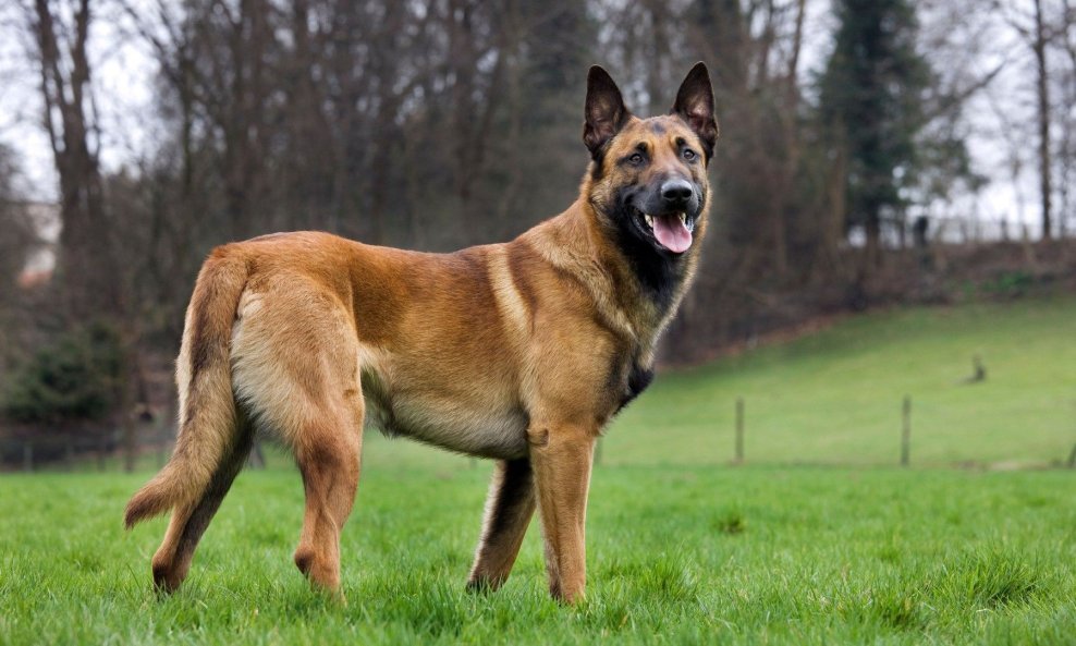 Belgijski malinois