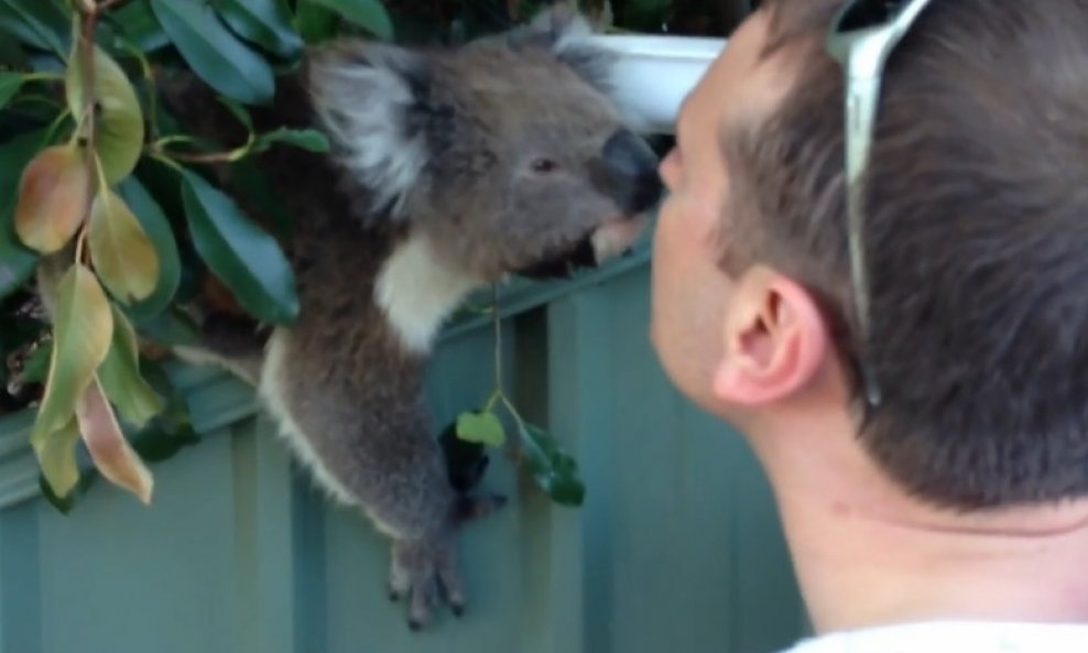 koala funvideo