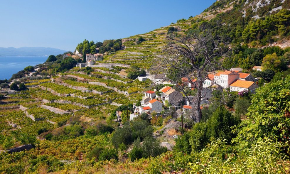 Pelješac je poznat po odličnim crnim vinima