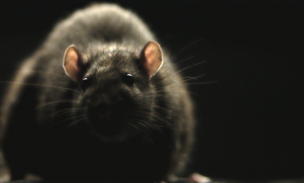 Osječani su štakore počeli viđati u kućama pa su se požalili osječkim deratizacijskim službama