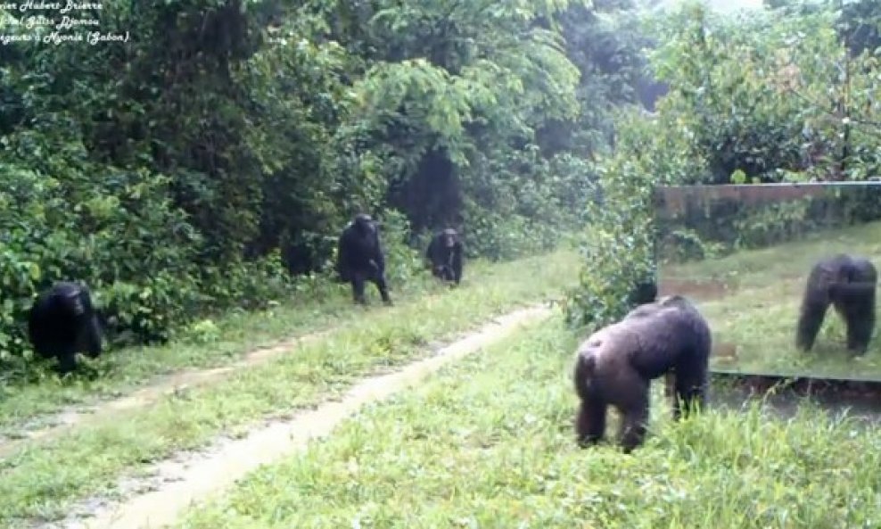 čimpanze ogledalo džungla