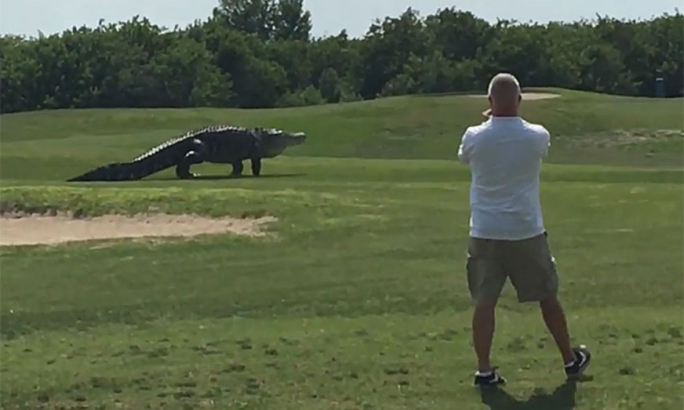 Aligator-golf-Florida