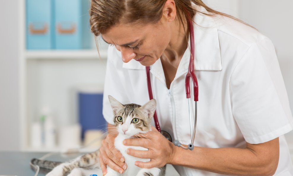 mačka veterinar