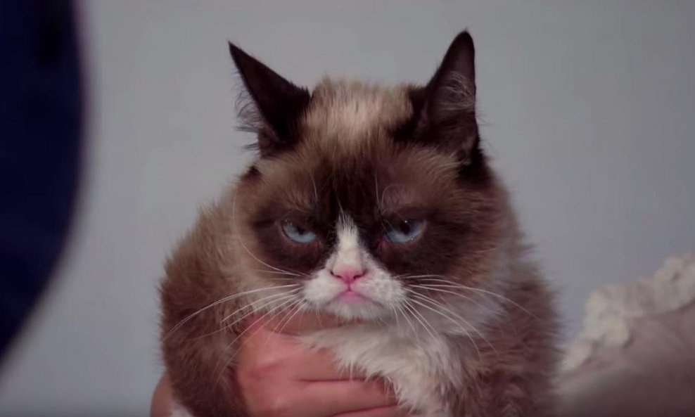 grumpy cat mrzovoljna mačka