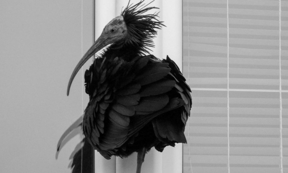 Ženka ćelavog ibisa Gipsy
