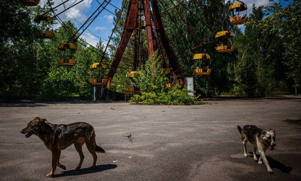 Psi iz Černobila