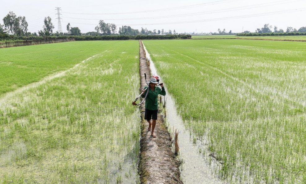 Polje riže u Vijetnamu