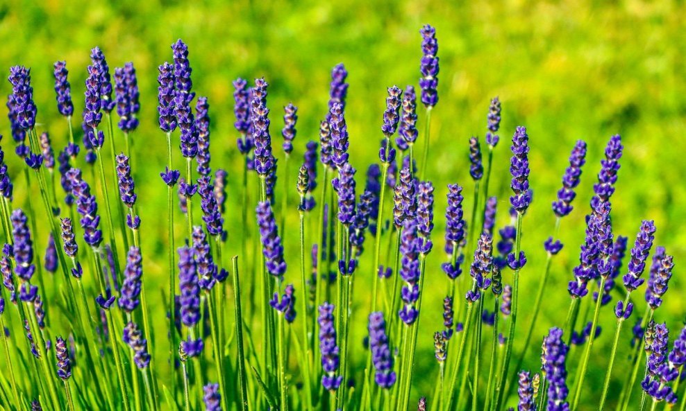 Lavanda