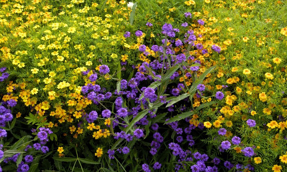 Verbena