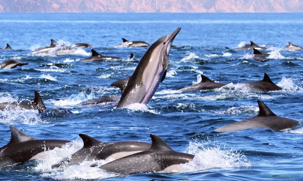 delfini dupini jato delfina