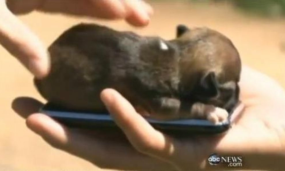 beyonce najmanji pas na svijetu