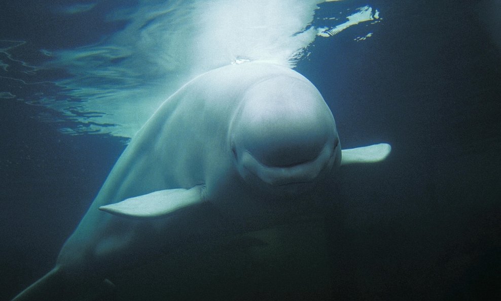 Beluga