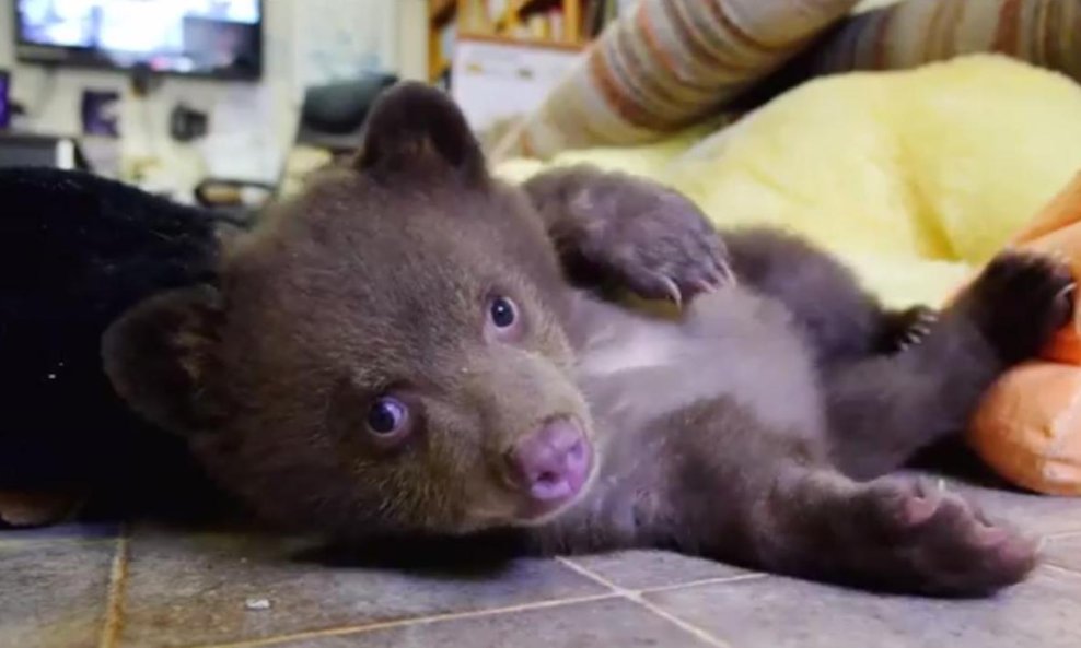 medvjedica Tahoe funvideo