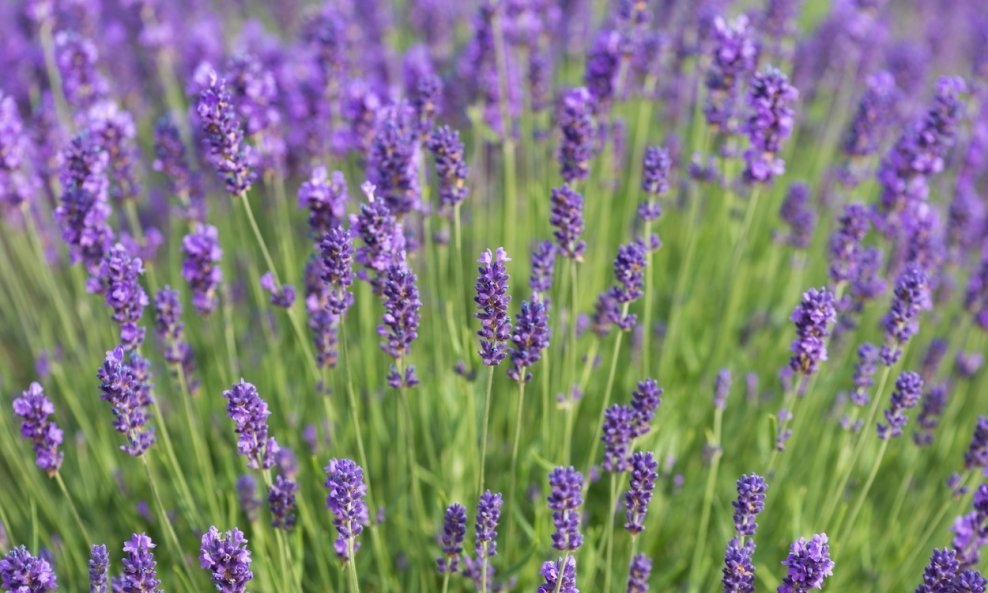 Lavanda